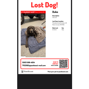 Lost Dog Duke
