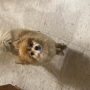 Lost Dog Milo