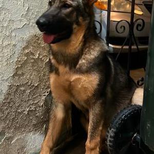 Lost Dog zoey