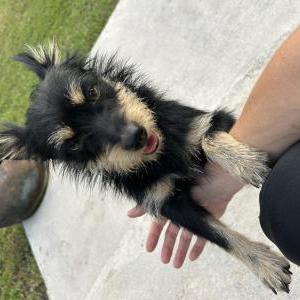Found Dog Unknown