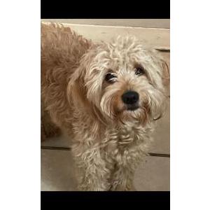 Lost Dog Veena