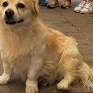 Lost Dog Khaleesi