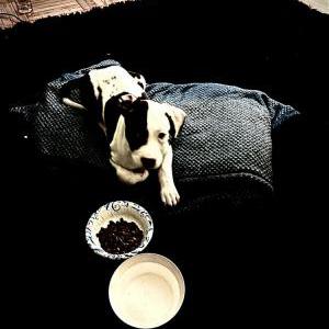 Lost Dog Josie