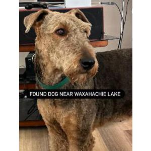 Image of Unknown, Found Dog