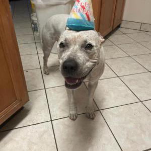 Lost Dog Brandy Rios