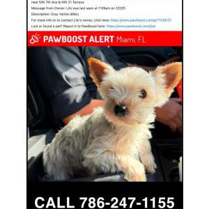 Lost Dog Lilo