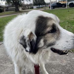 Found Dog unkown