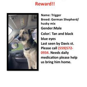 Image of Trigger, Lost Dog