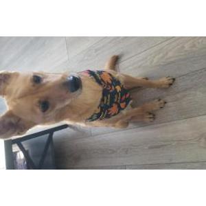 Lost Dog Koda