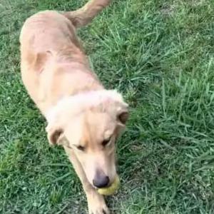 Lost Dog Max