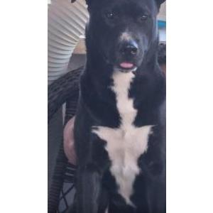 Lost Dog Blackie