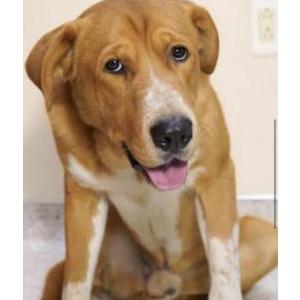 Lost Dog Prince