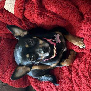 Image of Diamond, Lost Dog