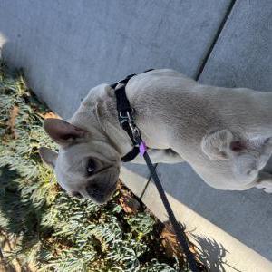 Found Dog Unknown