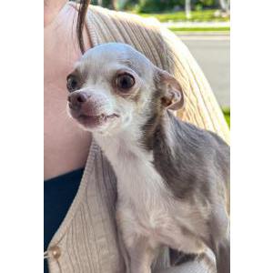 Lost Dog Paige
