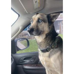 Image of Trigger, Lost Dog
