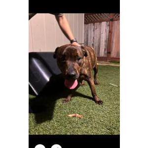 Found Dog Unknown