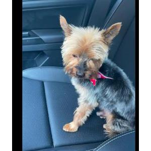 Image of Leo, Lost Dog