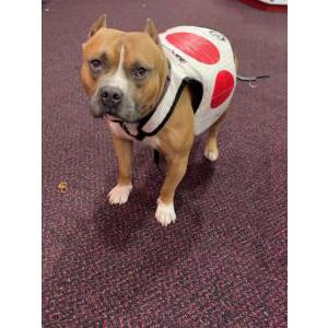 Image of Knowledge, Lost Dog