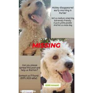 Lost Dog Mickey