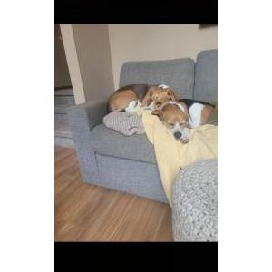 Lost Dog Bailey