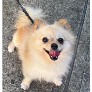 Lost Dog Bear