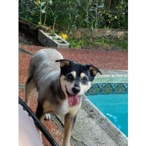 Lost Dog kuki