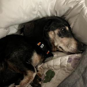 Image of Vienna, Lost Dog