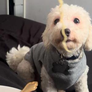 Lost Dog peligroso