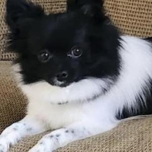 Lost Dog Sassy