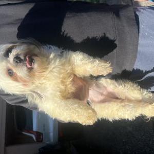 Found Dog Unknown