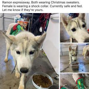 Found Dog Unknown