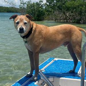 Image of Jax, Lost Dog