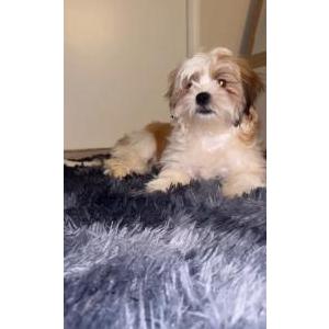 Lost Dog Bentley