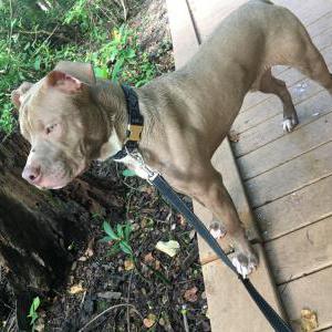 Lost Dog Hadez