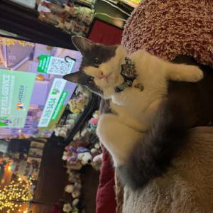 Image of Potato, Lost Cat