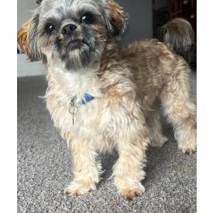 Lost Dog Chuba