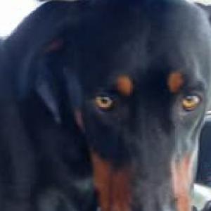 Lost Dog Dumb Dumb