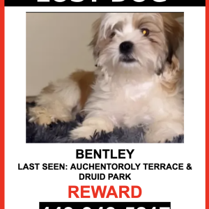 Lost Dog Bentley