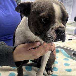 Found Dog Unknown