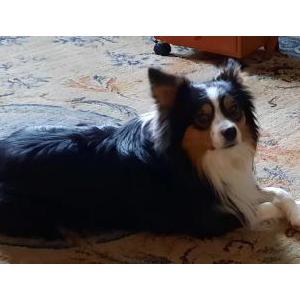 Lost Dog Oliver