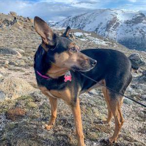 Image of Reese, Lost Dog