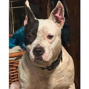 Found Dog Unknown