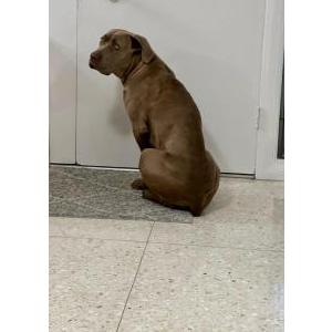 Found Dog Unknown