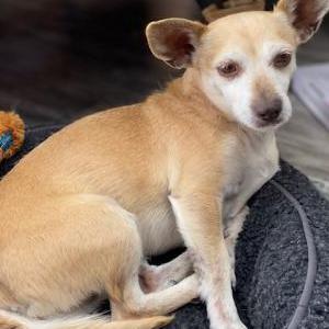 Found Dog unknown