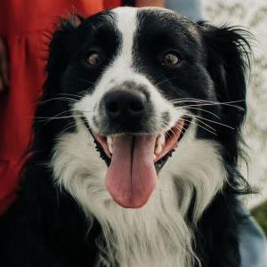 Lost Dog Tuesday