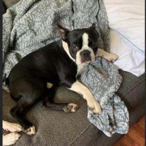 Lost Dog Pancho