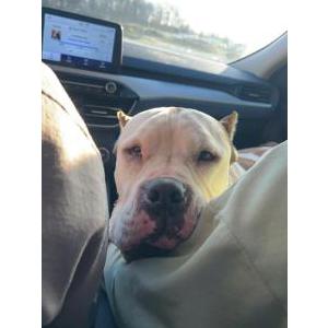 Image of Miko, Found Dog