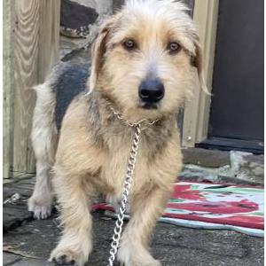 Image of unknown, Found Dog