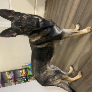 Image of Luka, Lost Dog